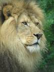 Le lion,le roi des animaux...
